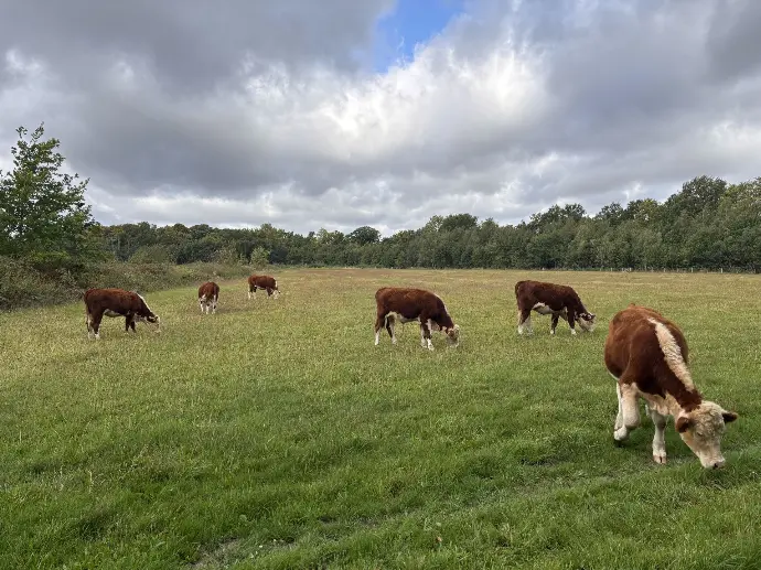 begrazing met runderen