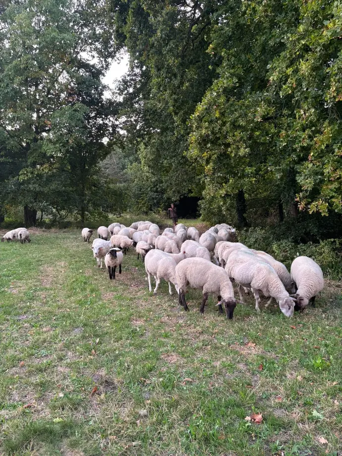 begrazing met schapen
