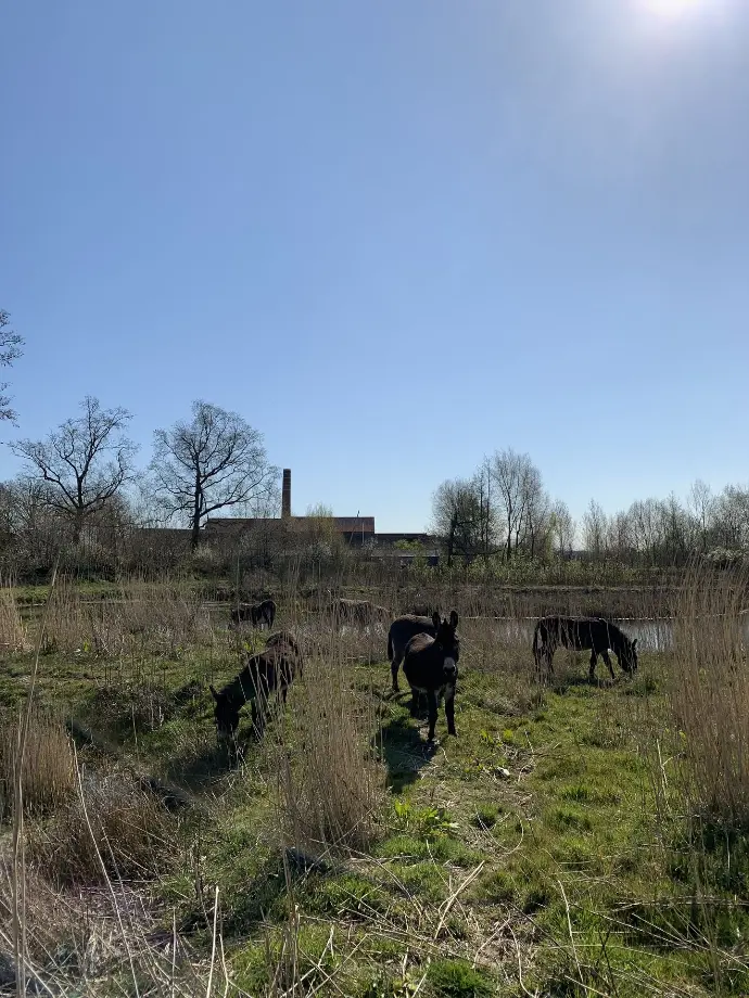 begrazing met ezels