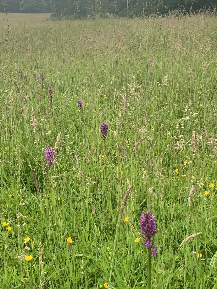 biodiversiteit herstellen