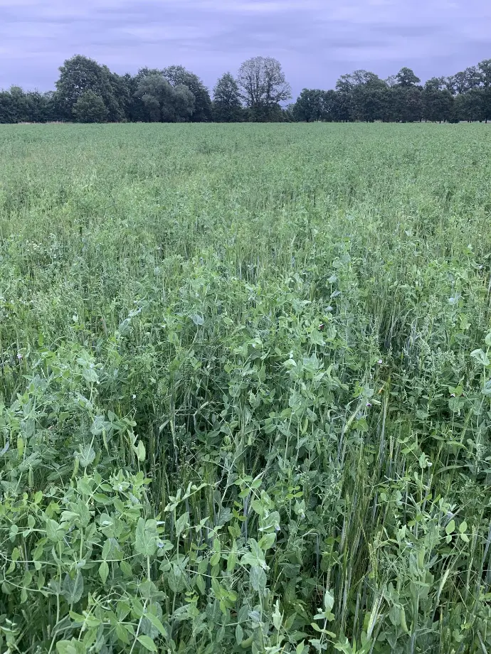 biologische akkerbouw