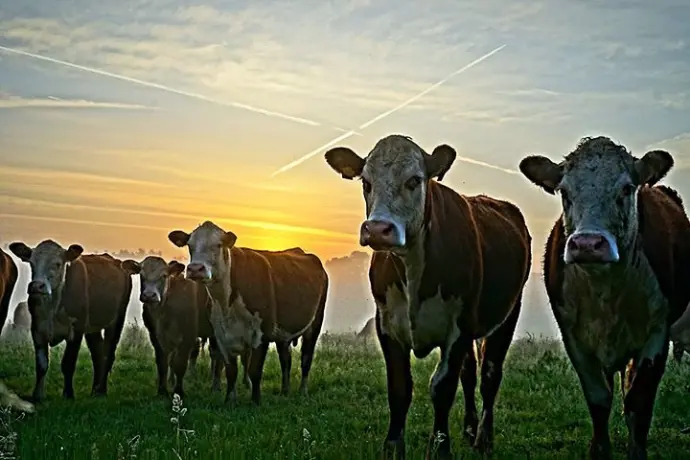 koeien op herkenrode